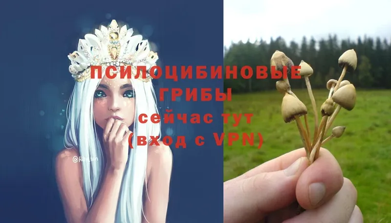 Галлюциногенные грибы Psilocybe  сколько стоит  Георгиевск 